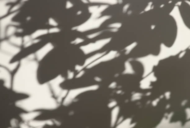 istock The shadow of flowers on a white wall. Background and texture. 1284465208