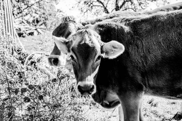 istock portrait of gray cow one 1284465220