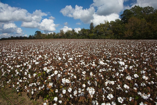 Cotton field ready to harvest in Tennessee