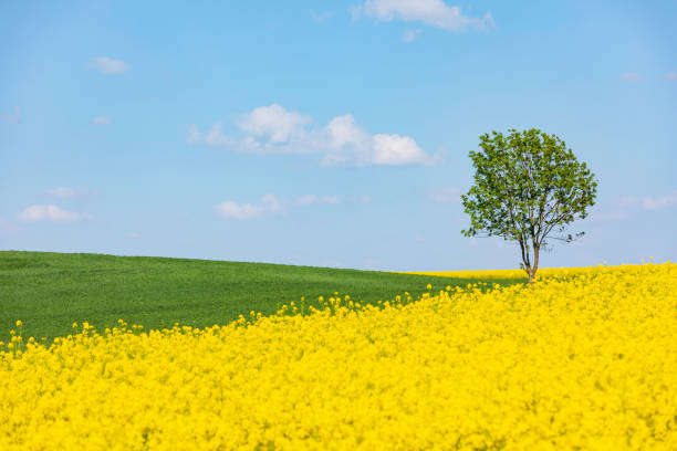 Free Stock Photo of Field of Yellow Flowers Next to Trees | Download ...