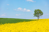 lonely tree in a canola field