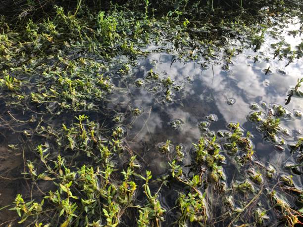 istock Flooded away after the rain 1284466068