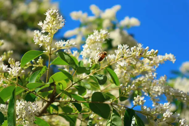 European privet (or wild privet) ligustrum vulgare blooming shrub. Bee pollinates white flowers.