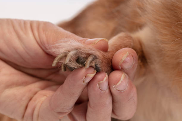 istock Chihuahua with long claws 1284466329
