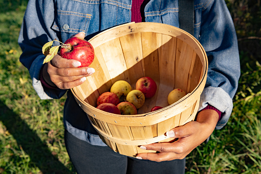The hands of an Asian American woman hold up a crate of apples picked on the Stone Ridge Orchard farm in upstate New York.