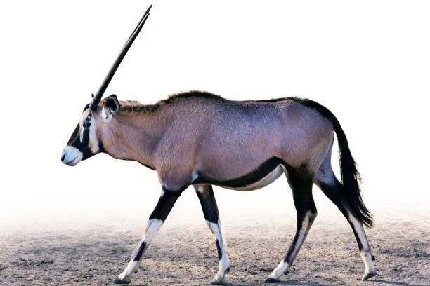 um olhar oryx andando. isolado em fundo branco. - arabian oryx - fotografias e filmes do acervo