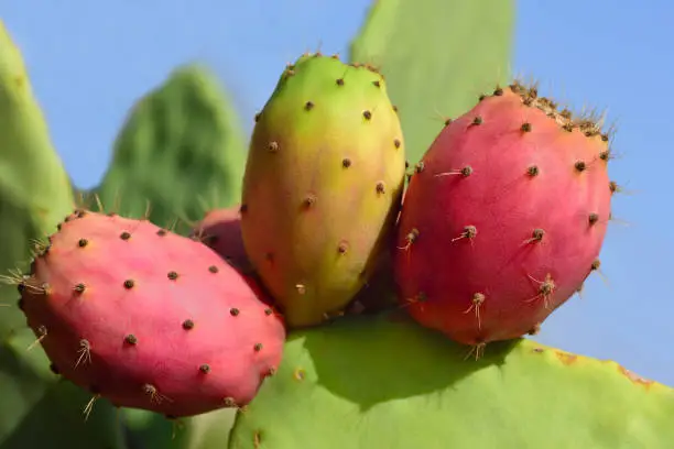 Red and green prickly pears grow on a prickly pear against a blue sky