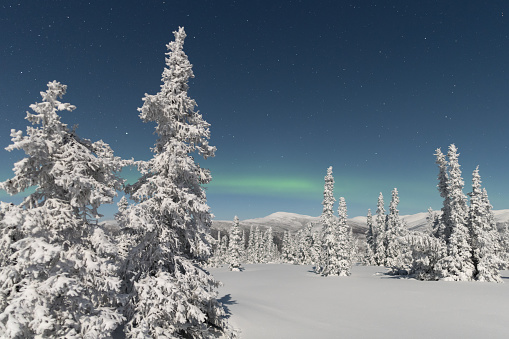 Snowy Pine trees with a glimpse of the aurora borealis