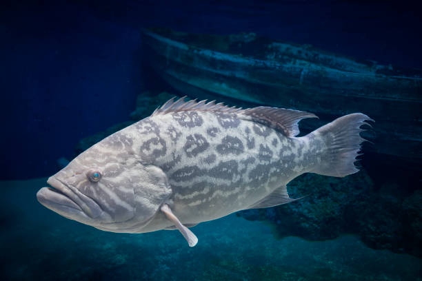 istock Closeup of gray fish with dark spots, Malabar grouper(Epinephelus malabaricus) on blue background. Clipping path. 1284470743