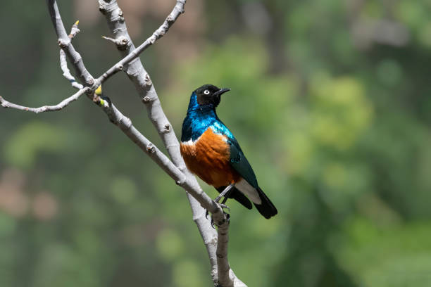 istock Bird with orange breast, blue neck and wings, black head. The superb starling (Lamprotornis superbus) perched on a tree branch.