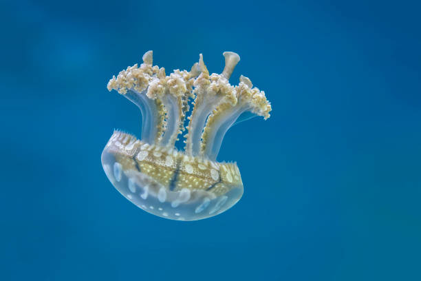 australian spotted jellyfish (phyllorhiza punctata) - white spotted jellyfish imagens e fotografias de stock