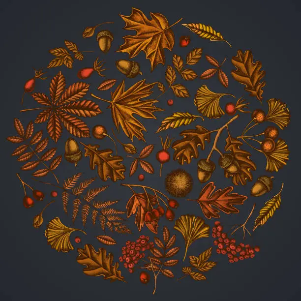Vector illustration of Round floral design on dark background with fern, dog rose, rowan, ginkgo, maple, oak, horse chestnut, chestnut, hawthorn