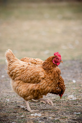 free range Red hen at the farm walking about