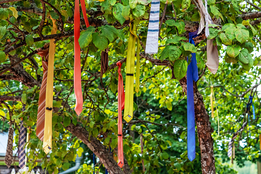 Numerous stylish bright multicolored men ties hang on tree with fresh green leaves on branches in city garden on sunny day close view. Funny street decoration.