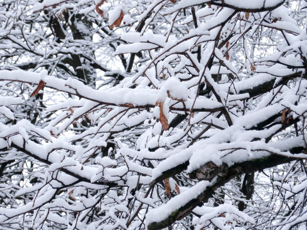 istock white frost on tree branches on a sunny day, selective focus. 1284472738