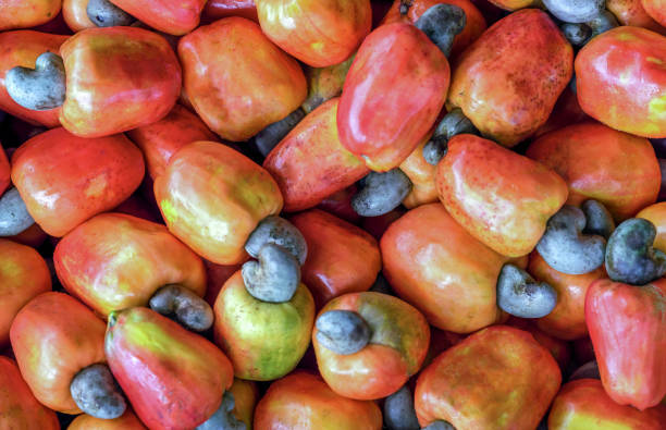 istock Cashew fruits 1284473338