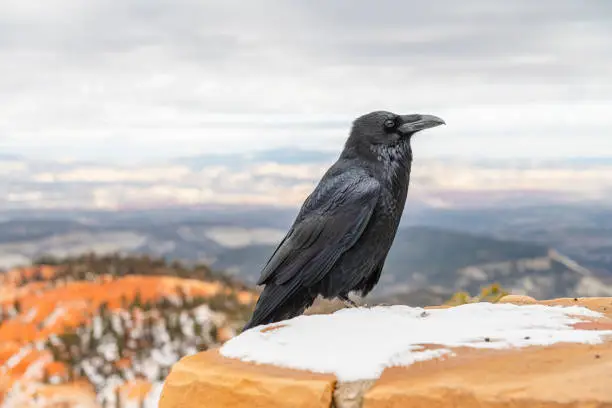 Photo of Raven at the Rainbow Point Overlook, Bryce Canyon National Park, Utah, USA.