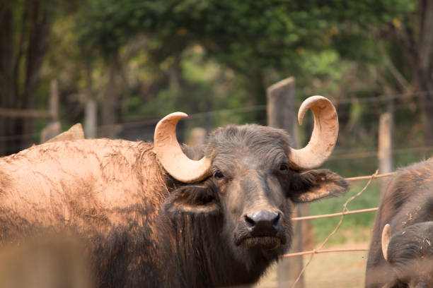 Buffalo with small horns looking at the camera