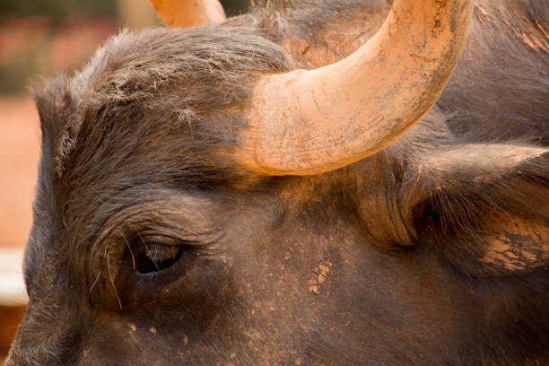 istock Cape buffalo adult 1284474084