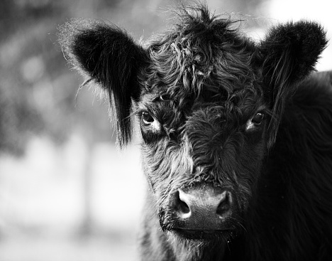 cow calf in black and white