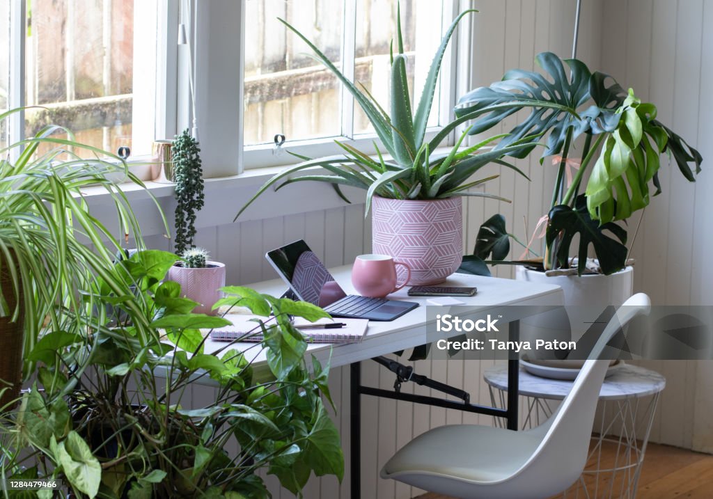 Work from home office with potted house plants Desk table and chair interior with laptoo computer and potted plants Plant Stock Photo