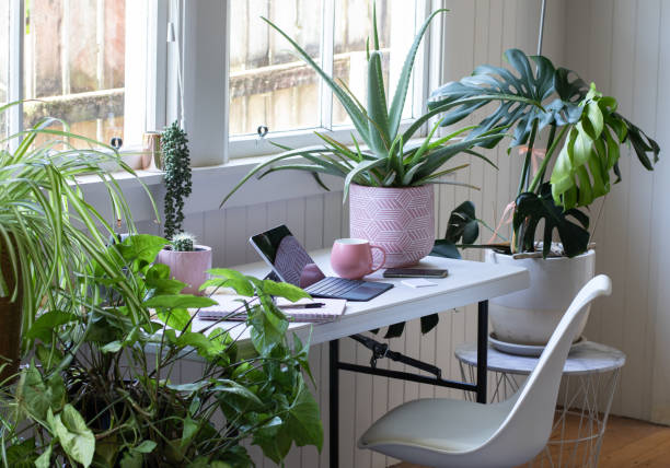 Work from home office with potted house plants Desk table and chair interior with laptoo computer and potted plants indoor plant