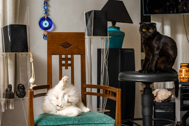 istock Black scottish fold mother cat Mystique with white 4 months old son Simba which has lion mane chincilla-scottish fold kitten. 1284480511