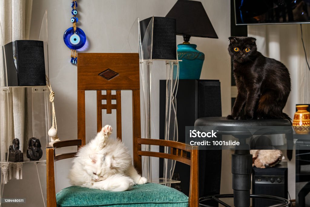 Black scottish fold mother cat Mystique with white 4 months old son Simba which has lion mane chincilla-scottish fold kitten. Decoration Stock Photo