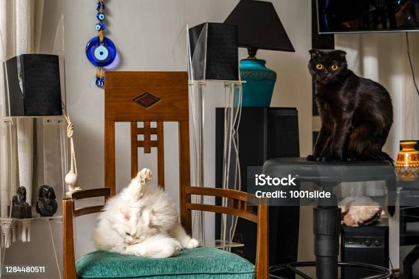 Black Scottish Fold Mother Cat Mystique With White 4 Months Old Son Simba Which Has Lion Mane Chincillascottish Fold Kitten Stock Photo - Download Image Now