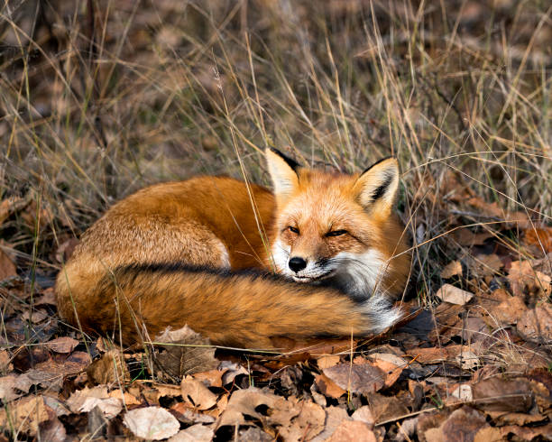 Photo of Red Fox in the forest resting on brown autumn leaves in its environment and habitat, displaying fox tail, fox fur. Fox Image. Fox Portrait. Fox Picture.