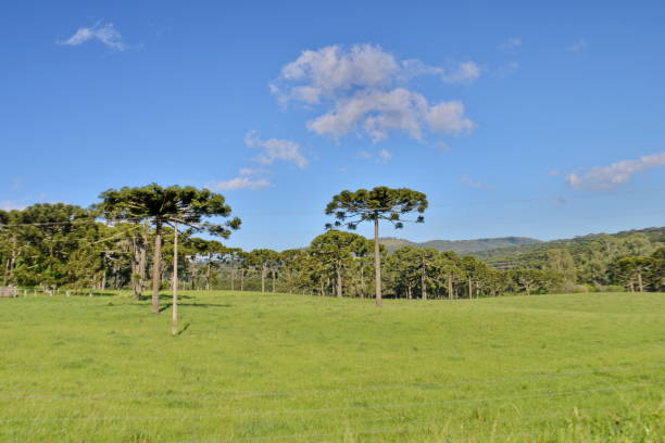 istock Santa Catarina landscapes 1284485299