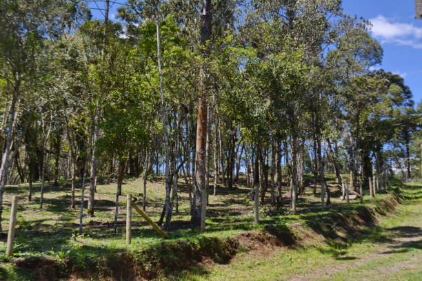 istock Santa Catarina landscapes 1284485309