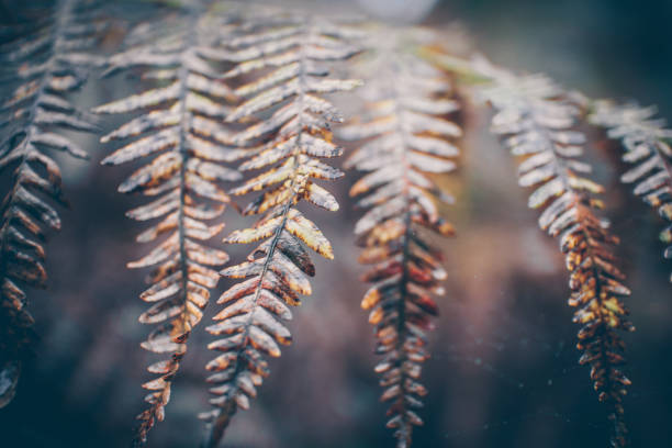 istock English Autumn Fall Fern 1284488715