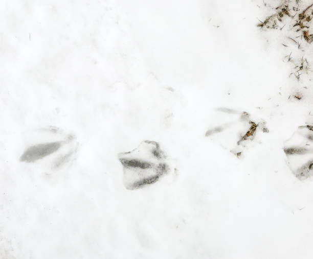istock Seagul Prints in the Snow 1284489515