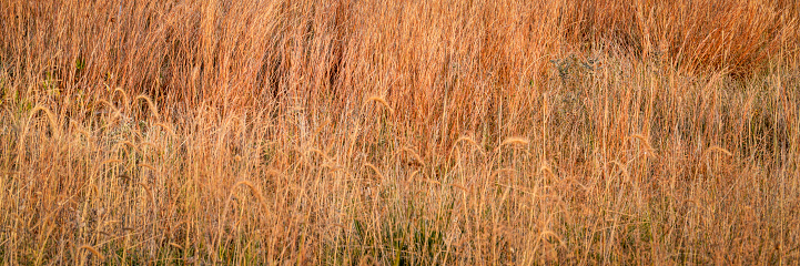 late summer grass in a prairie of Nebraska Sandhills, panoramic web banner