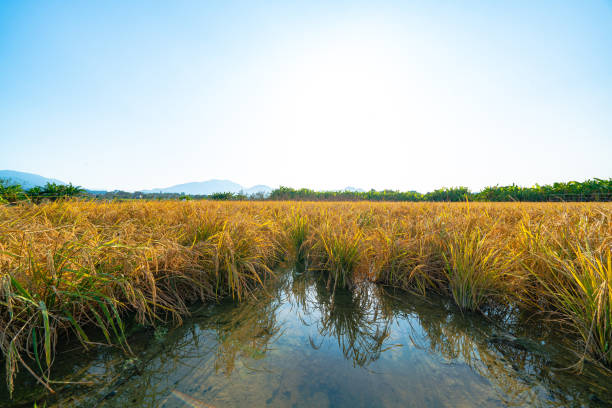 Rice fields with sunrise after the rain in summer.\nIt is located in Chiba, Japan.