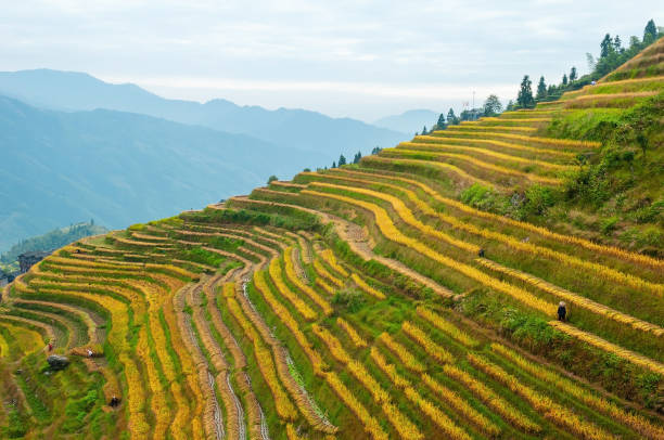 Chinese people with conical hat doing the rice harvest in the rice field terraces of Ping An village, Longsheng county, Guangxi province, China.