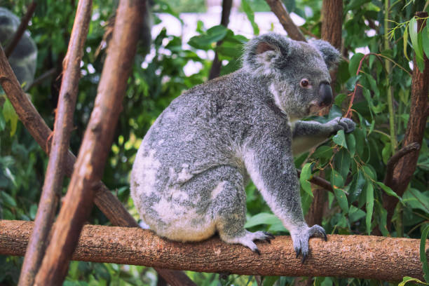 istock Australian wildlife koala bear outback 1284498317