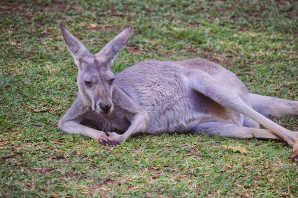istock Australian wildlife kangaroos grey 1284498931