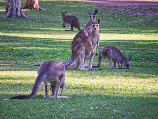 istock Australian wildlife kangaroos grey 1284499207