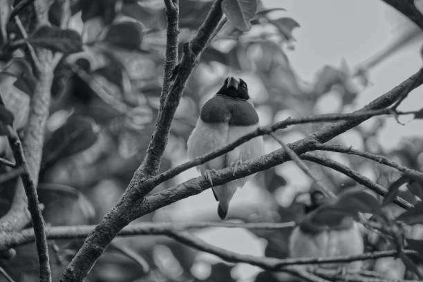 istock Australian wildlife bird black and white 1284500003