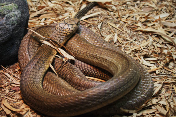 istock Australian wildlife snakes 1284500255