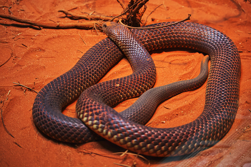 Australian wildlife snakes