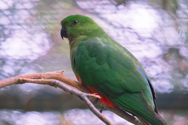 istock Australian wildlife bird king parrot 1284500979