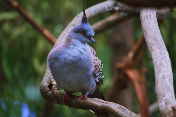 Australian wildlife bird pigeon