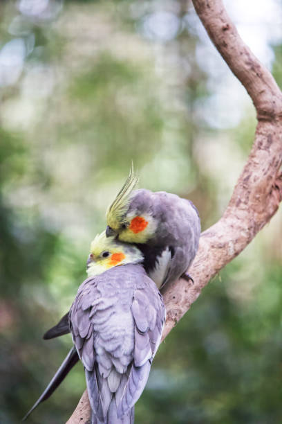 istock Australian wildlife bird cockatiel 1284501046