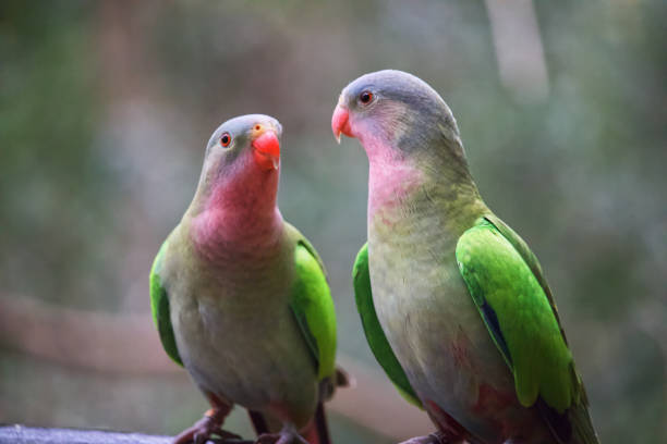 Australian wildlife bird love birds