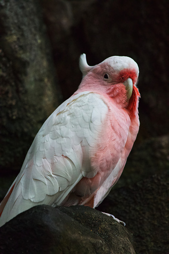 Australian wildlife bird gala pink