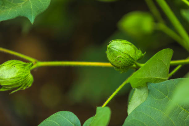 Flowering cotton gardens that have not yet been cotton