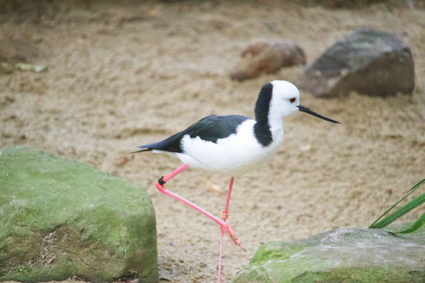 Australian wildlife bird black knecked stalk